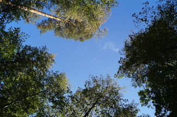 Bottom view of the tree tops