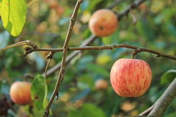 wild apple tree