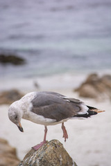 Seagull Checks its Step