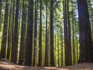 Fototapeta premium Monumento Natural de las Secuoyas del monte Cabezón de la Sal, en Cantabria, España, verano de 2018