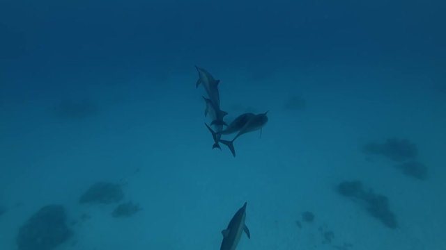 Group of Dolphins playing in the blue water (Spinner Dolphin, Stenella longirostris) Close-up, Underwater shot, 4K / 60fps
