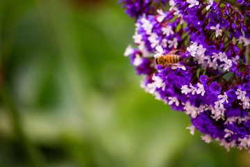A Bee in the Sea Lavender