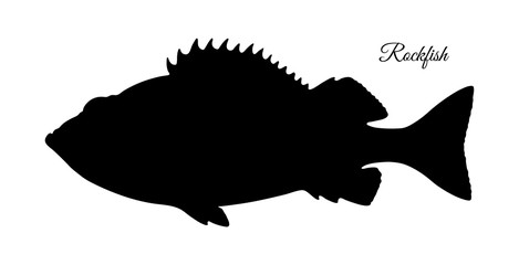 Fototapeta premium Silhouette of rockfish.