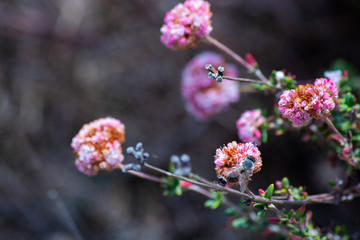 Pink Flower Beds