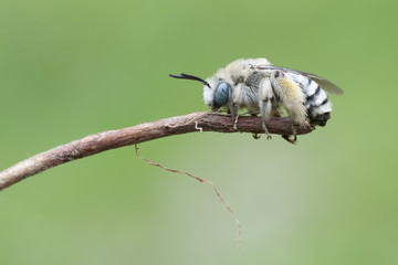 Abeja posada en flor