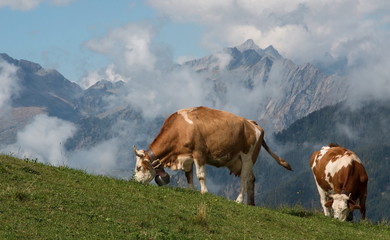 Fototapeta na wymiar Mucche al pascolo in alta montagna - Valtellina, Italy