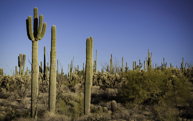 Saguaro City