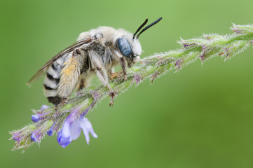 Abeja posada en flor