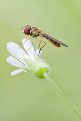 Mosca moscardon en flores