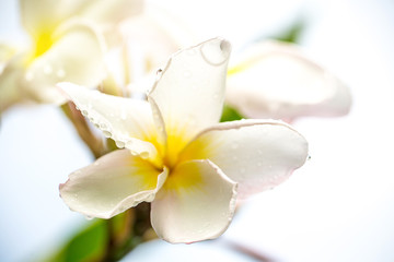 Close up white frangipani flower and dew drop on tree. image for background, wallpaper and copy space.
