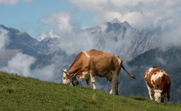 Mucche al pascolo in alta montagna - Valtellina, Italy