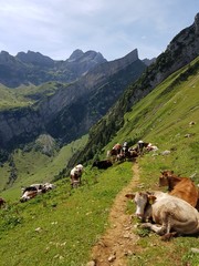 K&uuml;he auf Alpen Wanderweg