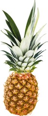 Obraz premium Ripe pineapple