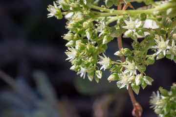 The Northern California Collection