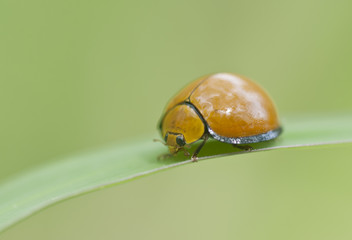 Catarina, mariquita vaquita de san antonio sobre hoja