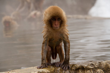 Baby Snow Monkey at the pool