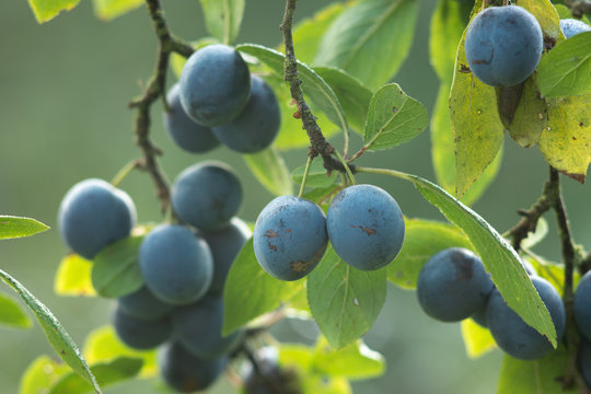 fresh fruits of plums on a tree branch.