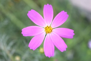 Fototapeta premium Close-up of natural looking pink flower in the garden.
