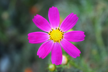 Obraz premium Close-up of natural looking pink flower in the garden.