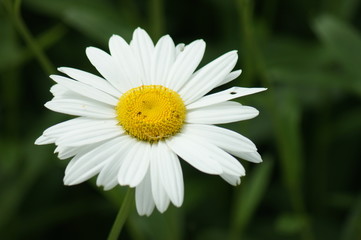 Fototapeta premium Dreamy Daisy