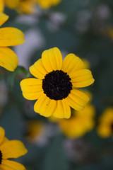 black yellow flower closeup natural seasonal landscape
