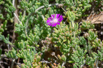 The Northern California Collection