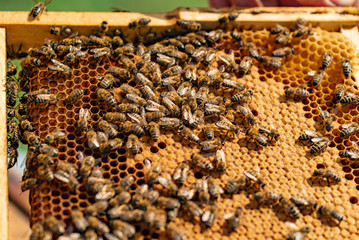 bees sit on the frame of honeycombs during the day in the garden. Close-up