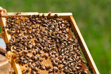 bees sit on honeycombs with honey in the frame on a green background at day. Close-up