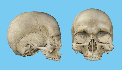 Skull of human male featuring mandible, occipital bone, coronal suture, squamosal suture, maxilla and zygomatic bone. © ForeverLee