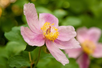 Purple Hibiscus