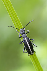 Insecto negro con franja blanca