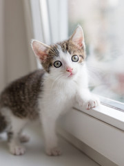 kitten sits near the window and looks at the camera © mdyn