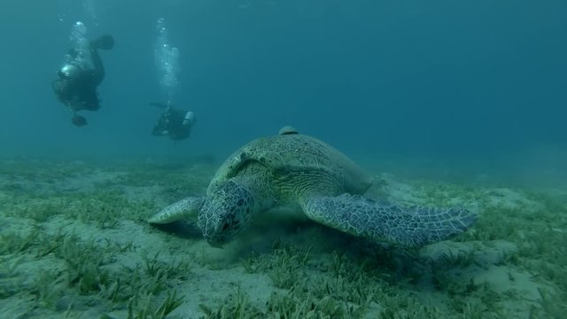 Female scuba divers look at on Green sea turtle eats sea grass on the bottom (Chelonia mydas) Underwater shot, 4K / 60fps
