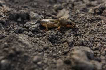  harmful insect, agricultural pest. pest control.