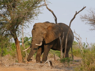 Elephant