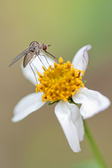 Mosquito libando flores