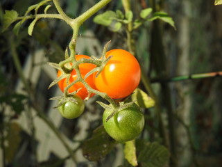 Cherry tomato