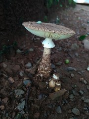 Cogumelo