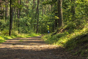 South of Poland. Niepolomice Forest