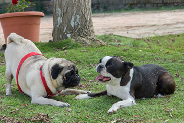 Perros jugando felices