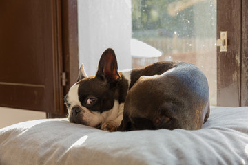 Perro acurrucado al sol