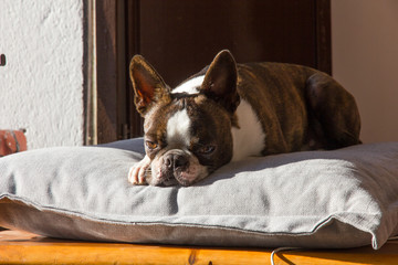 Perro tumbado al sol