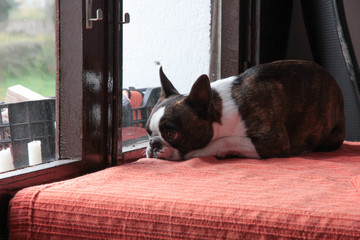 Perro tumbado mirando por la ventana