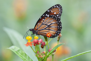 Fototapeta na wymiar mariposas Monarca Danaus Glippus eresimus
