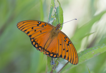 Mariposas