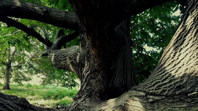 albero casa