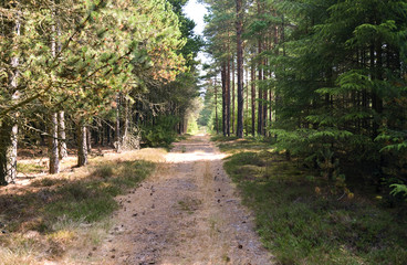 Obraz premium Laesoe / Denmark: Forest path through a coniferous forest near Byrum on a sunny day at the end of July