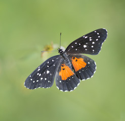 Mariposa Parche Rosita Chlosyne rosita