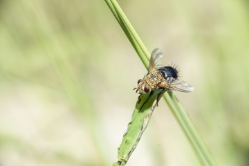 Mosca moscardon en flores
