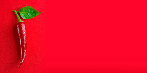 Chili pepper on red background. Place for your text